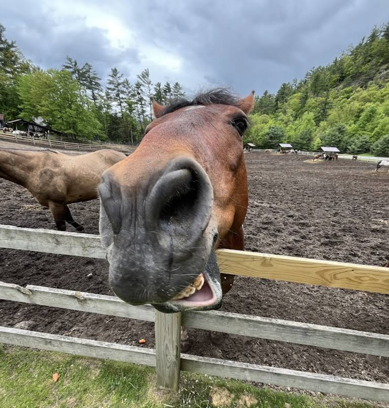 Ridin-Hy Ranch photo 4